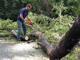 Tree and Shrub Care in Zion, PA