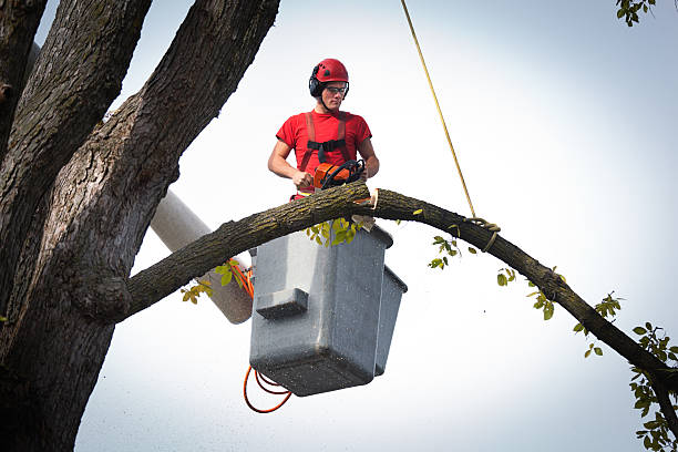 Trusted Zion, PA Tree Services Experts